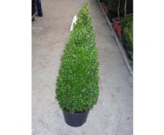 2 Stück Buchsbaum-Kegel / Pyramide, Höhe: 110-120 cm, Buxus sempervirens + Dünger