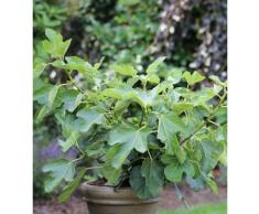 Feigenbaum Kadota 60-80cm - Ficus carica