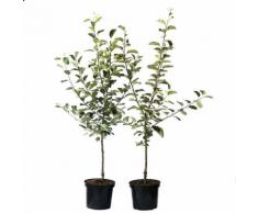 2er Set: Roter Boskoop + Jonagold kräftiger Apfelbaum Apfel Buschbaum 150-175 cm M7 + 1 x Dünger