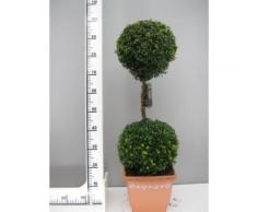 Buchsbaum 2er-Kugel, Höhe: 100 cm, Bonsai, Doppelkugel, Buxus +Dünger