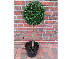 Buchsbaum Stamm, Höhe:100-110 cm, Stämmchen, Buxus sempervirens + Dünger