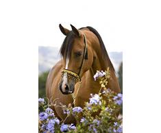 DIY 5D Diamant Gemälde Malen nach Zahlen Kit,5D Malen Diamant Painting Bilder Full Diamond Stickerei Strass Kreuzstich Kunst Craft Supply für Home Wand Decor Pferd 30x40cm