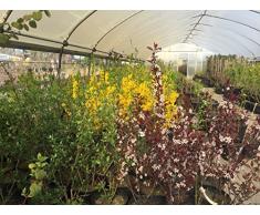Hartriegel Sibirica Variegata 80-100 cm Busch für Sonne-Halbschatten Zierstrauch besondere Rinde Terrassenpflanze winterhart 1 Pflanze im Topf