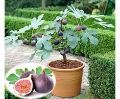 Soteer Garten - exotischer Mini Feigenbaum Samen Frucht-Feige Feige Braun Türkei Zwerg Feige Baum Bonsai Saatgut winterhart mehrjährig