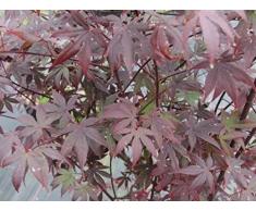 Acer palmatum Atropurpureum - Roter Fächerahorn Preis nach Größe 80-100 cm