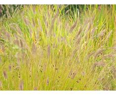 5 x Pennisetum alopecuroides ‚Hameln Gold ® 1 Liter Topf (Ziergras/Gräser/Stauden) Lampenputzergras ab 4,49 € pro Stück