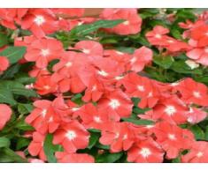 GEOPONICS COMBO! - GrÃ¼n & VerÃ¤nderte Mini Jade Prebonsai, 2X Nizza, 4 Pots,!