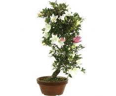 Satsuki Azalee Meihou, Prebonsai, 21 Jahre, 62cm