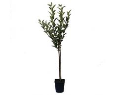 Müllers Grüner Garten Shop Apfelbaum Fuji Zwergapfelbaum Balkonobst Terrassenobst Zwergobstbaum 100-120 cm 5 Liter Topf, M9