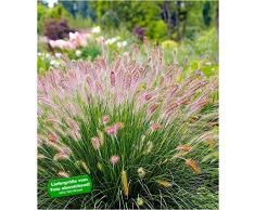 BALDUR-Garten LampenputzergrasHameln winterhart, 3 Pflanzen Pennisetum Federborstengras, Süßgras