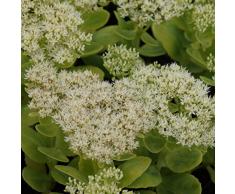 Blumixx Stauden Sedum spectabile Stardust - Fetthenne, im 0,5 Liter Topf, weiß blühend