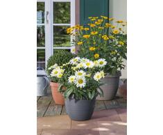 Scheurich Country Star, Pflanzgefäß aus Kunststoff, Metallic Grey, 40 cm Durchmesser, 30 cm hoch, 21,5 l Vol.