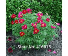 Meistverkauft! Paeonia Tenuifolia Seeds Fernleaf Peony Samen Pfingstrose-Blumensamen Doppelblüte Fernleaf Peony Rubra Plena Garten Pflanzensamen - Arcis New