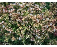 Staudenkulturen Wauschkuhn Sedum lydium Glaucum - Fetthenne - Staude im 9cm Topf