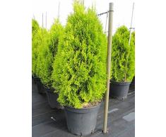 Thuja occidentalis Golden Smaragd (R) - Lebensbaum Golden Smaragd (R)