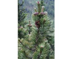 Bergkiefer (Pinus mugo) 10 Samen (Winterhart) auch Latschenkiefer genannt !