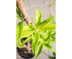 Sommerflieder Peace 60-80 cm Solitär für Sonne Heckenpflanze weiß blühend Terrassenpflanze winterhart 1 Pflanze im Topf