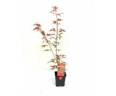 Roter Fächerahorn, Acer palmatum atropurpureum 25-30 cm