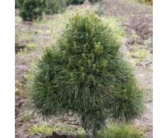 Kugelige Zwerg Kiefer Globosa Viridis 40-50cm - Pinus sylvestris