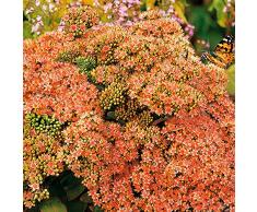 Yukio Samenhaus - 100pcs Raritäten duftend Fetthenne Gartenstaude sternförmig Bodendecker immergrün Blumensamen Mischung winterhart mehrjährig für Beet