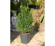 Buchsbaum, ca. 95 cm, Balkonpflanze ganzjährig-immergrün, Terrassenpflanze sonnig-halbschattig-schattig, Kübelpflanze Südbalkon-Westbalkon-Ostbalkon-Nordbalkon, Buxus sempervirens, im Topf