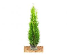 Edel Thuja Smaragd immergrüner Lebensbaum Heckenpflanze Zypresse im Topf gewachsen 60-80 cm (1 Stück)