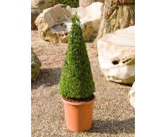 Buchsbaum, ca. 90 cm, Balkonpflanze ganzjährig-immergrün, Terrassenpflanze sonnig-halbschattig-schattig, Kübelpflanze Südbalkon-Westbalkon-Ostbalkon-Nordbalkon, Buxus sempervirens, im Topf