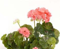 Geranien, Kunstblume rose, Höhe ca. 30cm, ohne Topf - Kunstpflanze Kunstbaum künstliche Bäume Kunstbäume Gummibaum Kunstoffpflanzen Dekopflanzen Textilpflanzen Textilbäume Pflanzen aus Textil Kunststoffpflanzen Plastikpflanze