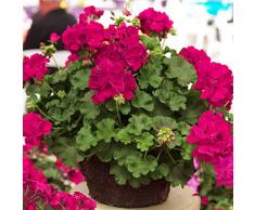 Keland Garten - Duftend Selten 50 Stück Geranie Pelargonium Blumensamen mehrjährig winterhart, beliebteste Balkonpflanze für Beete, Rabatten, Kübel und viele Gefäße