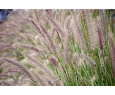 mymotto Blumensamen - Lampenputzergras Samen Pennisetum Federborstengras, Süßgras, winterhart, mehrjährig (10 Samen)