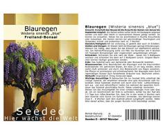 Seedeo Blauregen Wisteria sinensis blue Bonsai 8 Samen