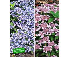BALDUR-Garten Zwerg-Hortensien-Kollektion 2 Pflanzen, 1 Pflanze Zwerg-Hortensie Koreana und 1 Pflanze Lace Delight Hydrangea winterhart Bodendecker