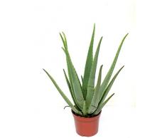 Blumen Senf Echte 2 Pflanzen Aloe Vera, 12cm Topf, 35-40 cm hoch Zimmerpflanze