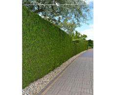 Lebensbaum Thuja Brabant 200-225 cm. Angebot: 5-100 Heckenpflanzen. Thuja occidentalis Brabant. Thuja: Winterhart, Immergrün & Pflegeleicht. Thuja Hecke als grüner Sichtschutz Zaun | Inkl. Versand