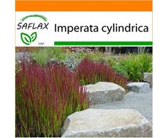 SAFLAX - Garden in the Bag - Gräser-Bambus-Japanisches Blutgras - 50 Samen - Mit Anzuchtsubstrat im praktischen, selbst aufstellenden Beutel - Imperata cylindrica