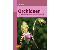 Orchideen: Die besten Arten auswählen und pflegen
