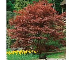 Dominik Blumen und Pflanzen, Großblättriger Japanischer Fächerahorn, Acer palmatum Atropurpureum, rotblättrig, 1 Pflanze, 3 Liter Container, ca. 40 - 60 cm hoch, plus 1 Paar Handschuhe gratis
