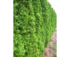 Smaragd Lebensbaum Thuja occidentalis Smaragd 80 - 100 cm hoch im Pflanzcontainer