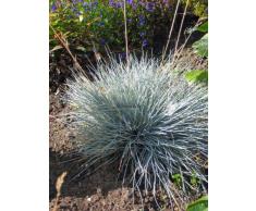 Staudenkulturen Wauschkuhn Festuca cinerea - Blauschwingel - Gras im 9cm Topf