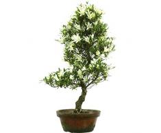 Satsuki Azalee Hakurei, Prebonsai, 23 Jahre, 63cm