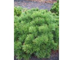 Zwergkiefer, Pinus mugo var. pumilio 30 - 40 cm breit im 5 Liter Pflanzcontainer