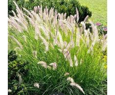 Ultrey Samenshop - Selten Ziergras Samen Lampenputzergras Bunny Tails Hasenschwanz-Gras Saatgut Grassamen winterhart für Garten Balkon/Terrasse