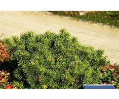 Zwerg-Kiefer Pinus mugo pumilio, Containerware, 30-40 cm hoch,