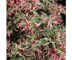 Ahorn palmatum Marlo - rosa grün asiatischer Fächerahorn - verschiedene Größen (50-60cm - Topf Ø 19 cm - 3 Ltr)