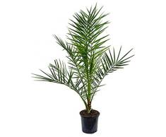 Dattelpalme, ca. 100 cm, Balkonpflanze exotisch, Terrassenpflanze viel Sonne, Kübelpflanze Südbalkon, Phoenix canariensis, im Topf