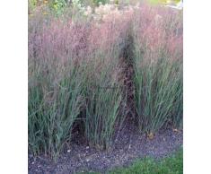 Staudenkulturen Wauschkuhn Panicum virgatum Heavy Metal - Rutenhirse -Gras im 9cm Topf