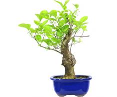 Japanisches Pfaffenhütchen, Prebonsai, 20 Jahre, 43cm