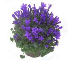 Campanula portenschlagiana - Dalmatiner Glockenblume blau, Polster-Staude, blühend, winterhart, wintergrün,als Balkonpflanze, Bodendecker, Steingarten- und Beet-Pflanze,sogar als Zimmerpflanze