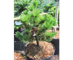 Pinus mugo Peterle - Zwergkiefer Peterle