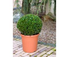 Buchsbaum, ca. 45 cm, Balkonpflanze ganzjährig-immergrün, Terrassenpflanze sonnig-halbschattig-schattig, Kübelpflanze Südbalkon-Westbalkon-Ostbalkon-Nordbalkon, Buxus sempervirens, im Topf